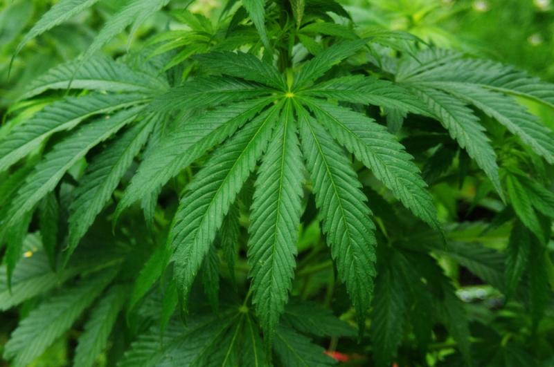Man caught growing &euro;47k of cannabis in Newport
