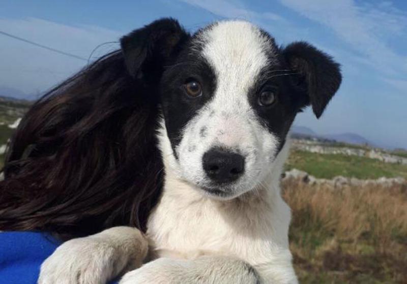 Meet March’s Mutt of the Month: Adam