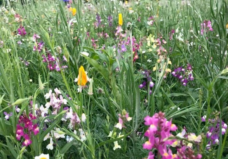 Give the lawn mower a break this summer – Biodiversity Officer