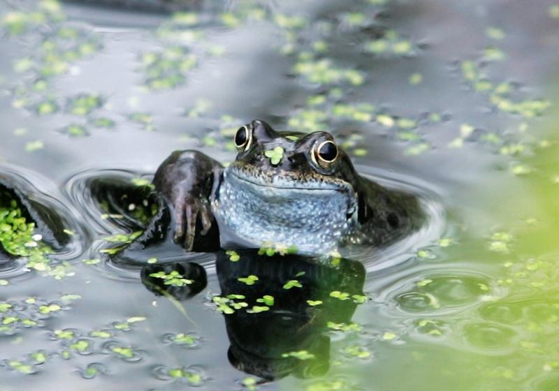 Free spirits and frog spawn