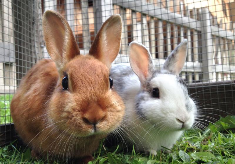 A bunny is not just for Easter