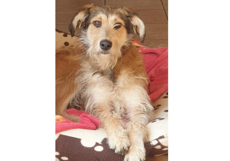 Meet May’s Mutt of the Month: Tara
