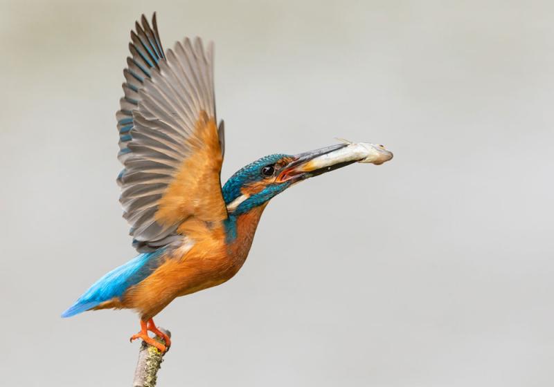 Food fit for a kingfisher