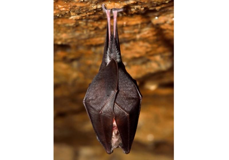 A bat in the hand…