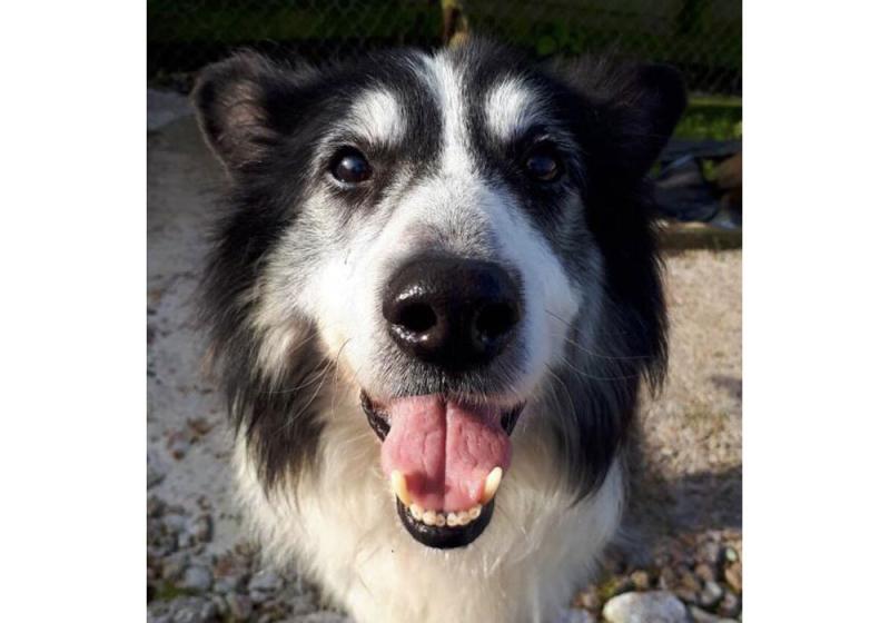 Meet June’s Mutt of the Month: Goose