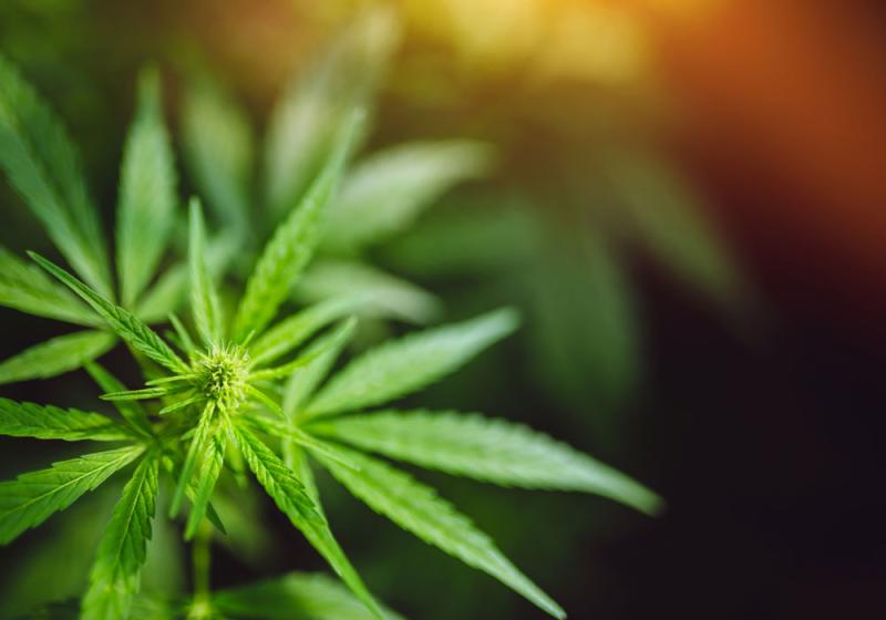 Polish ‘gardener’ jailed for cultivation of €348,000 of cannabis plants