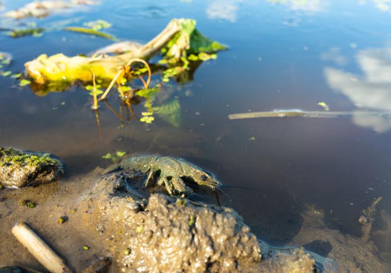 Is the spread of the Crayfish plague inevitable?