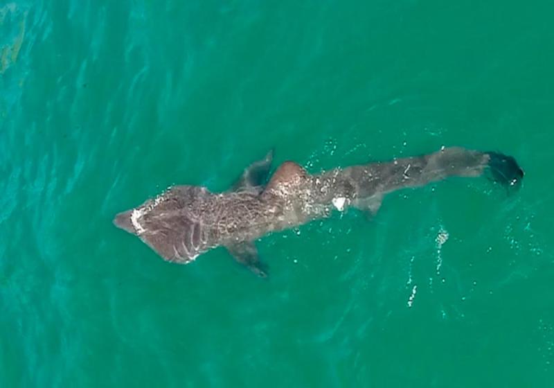 Sharks come back to bask  