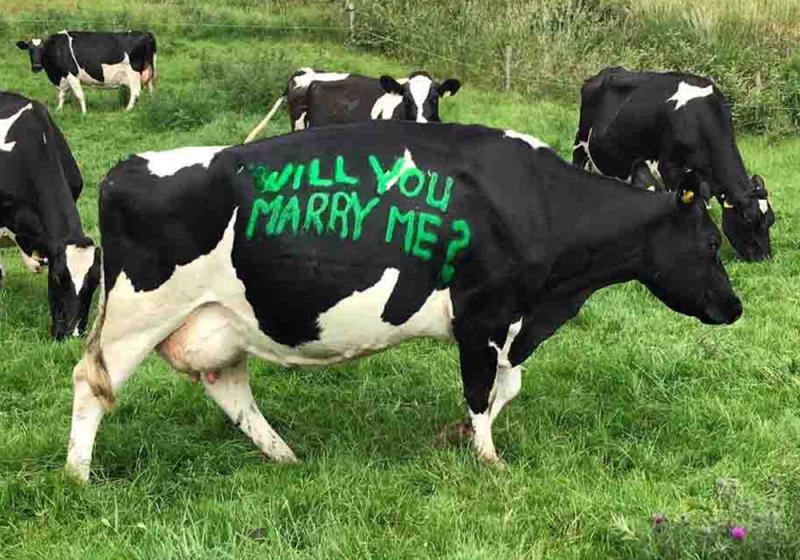 Bovine Butters bears udderly romantic proposal