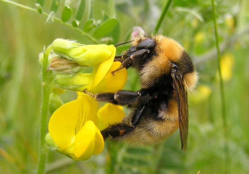 Belmullet exhibition focuses on rare local wildlife