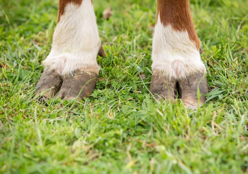 Beef farming hits ‘crisis point’