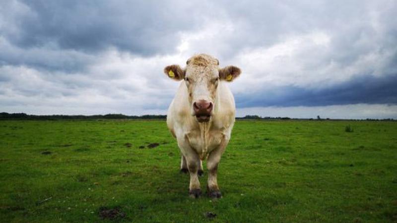 Documentary to tell Benjy The Gay Bull’s story