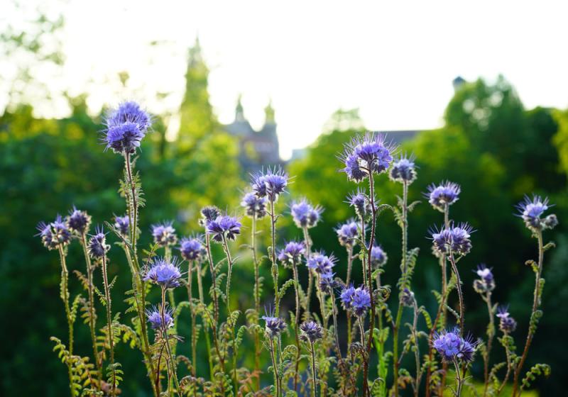 Mixes, fixes and going native