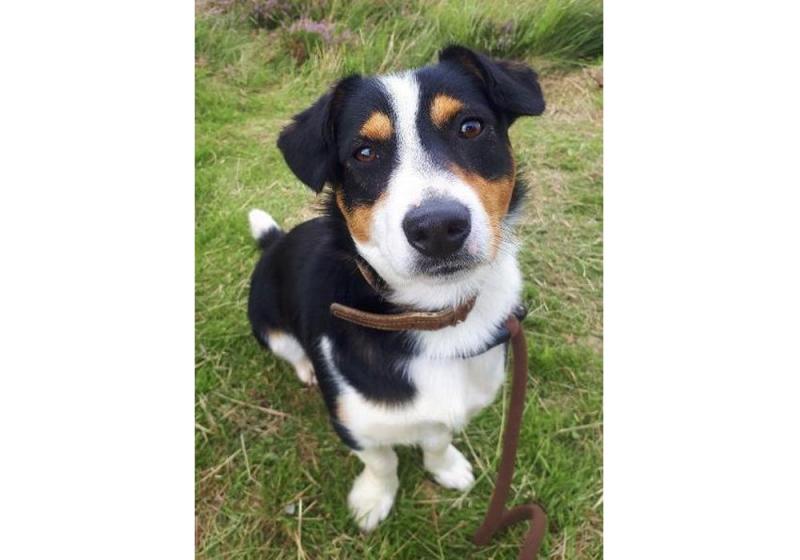 Meet September’s Mutt of the Month: Stevie