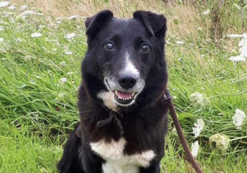 Meet October’s Mutt of the Month: Theodore