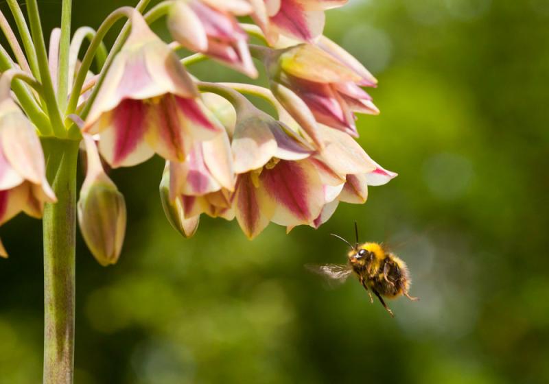Plight of the bumblebee