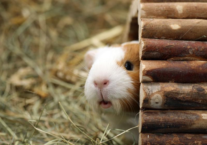 Smaller furry friends can make great pets