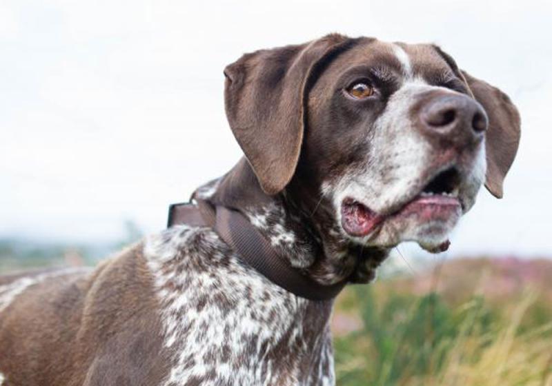 Meet November’s Mutt of the Month: Ruby