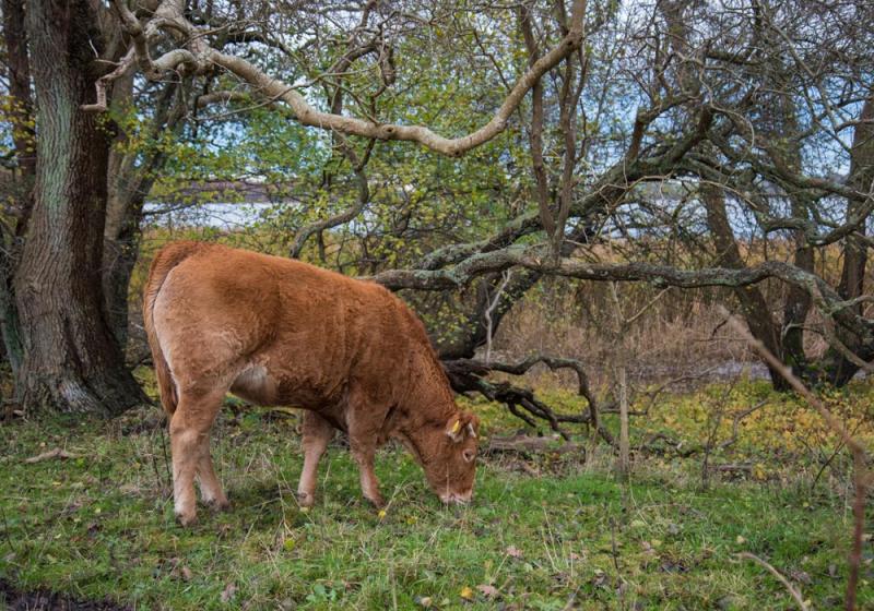Farming for nature to meet the crises
