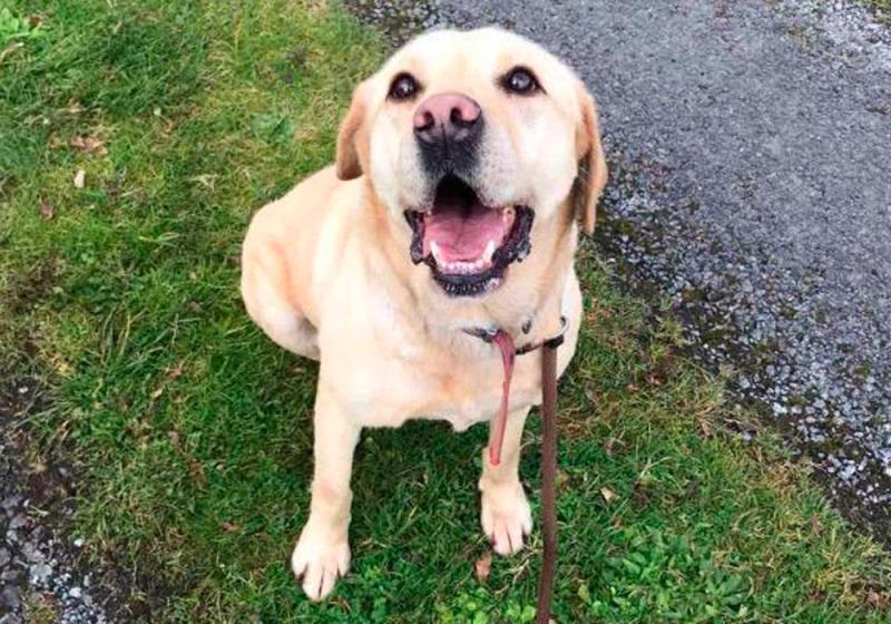 Meet December’s Mutt of the Month: Millie