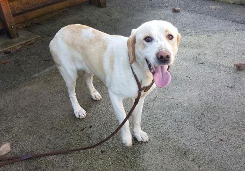 Meet January’s Mutt of the Month: Herbie