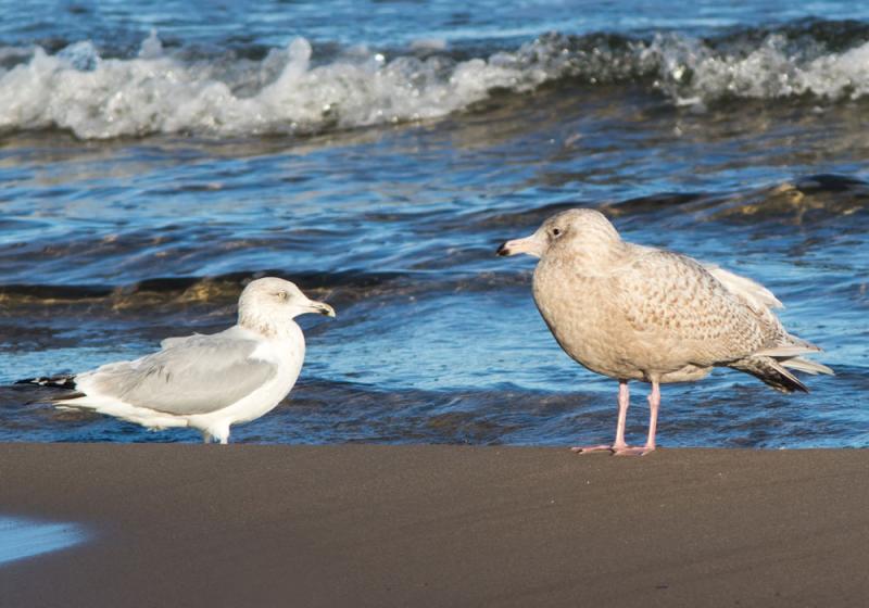 Shoreline conundrums