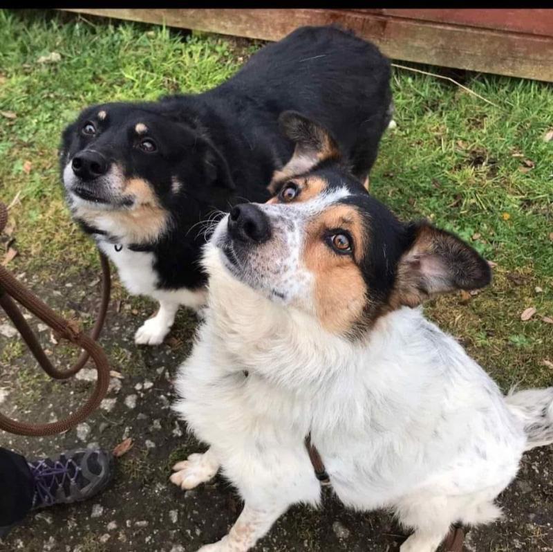 Meet February’s Mutts of the Month: Sam and JJ