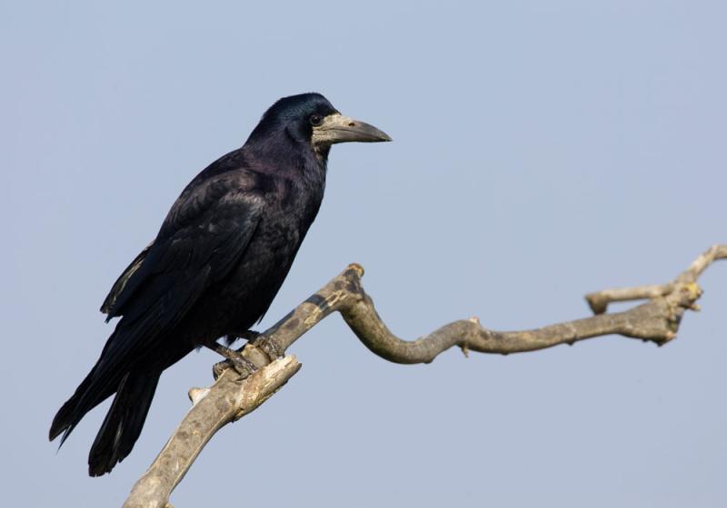 Clever rooks play and learn in storms
