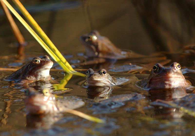 Irresistible oases for our wildlife