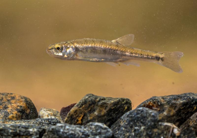 Trolling the bric&iacute;n 