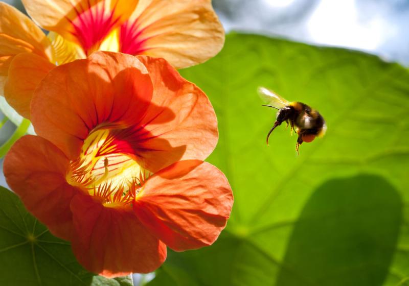 The buzz on feeding our precious bees