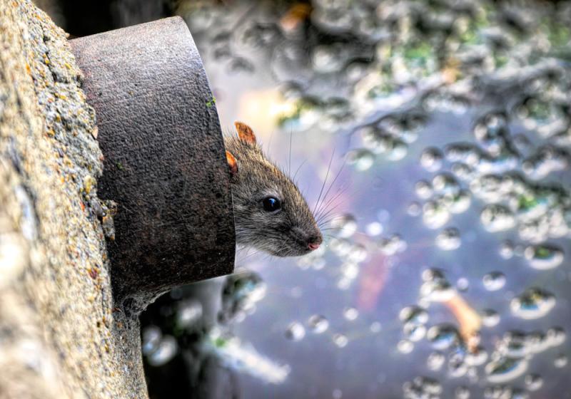 Of rats, hungry mouths and quarantine