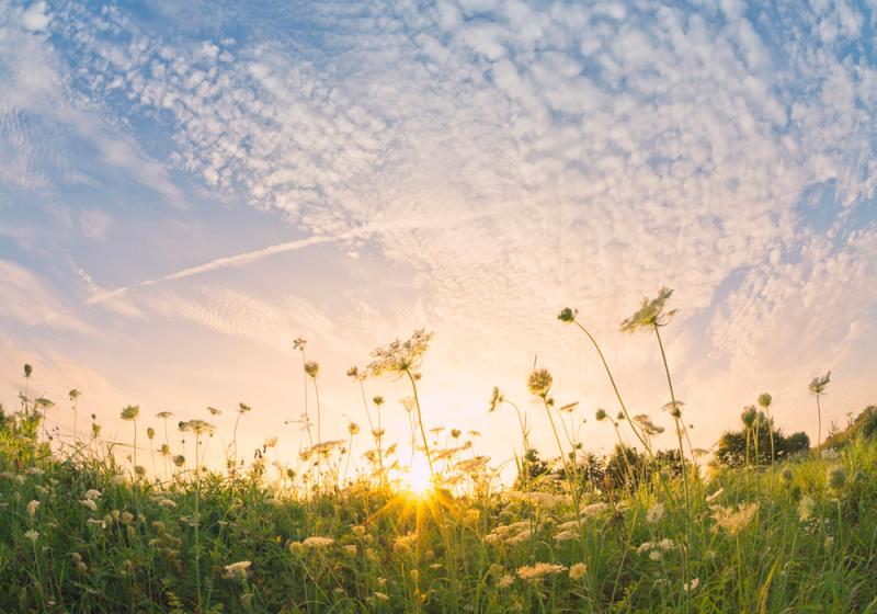 Granny’s meadow and our natural heritage