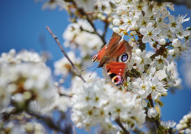 Nature brings us hope