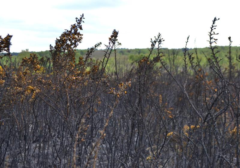 Major bog fire raged south of Kiltimagh