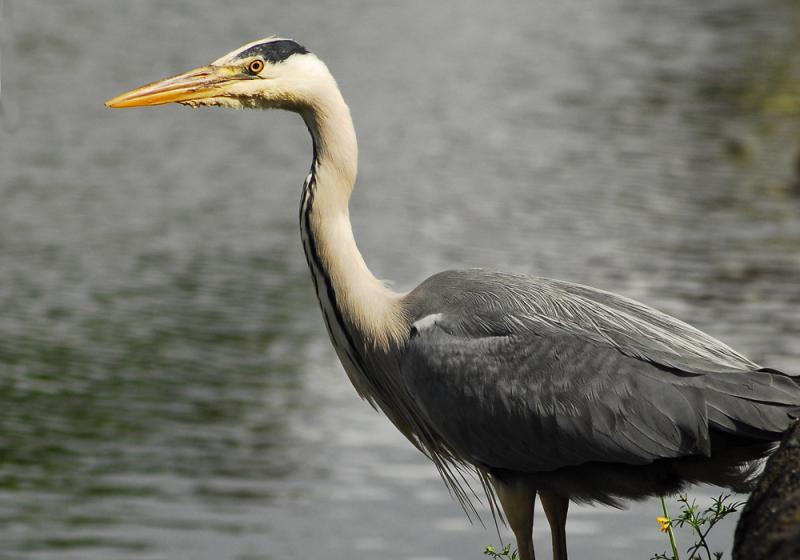 Wings spread in clearing skies