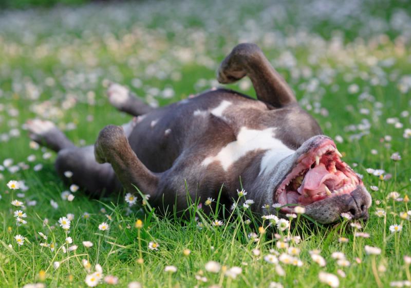 The spring ‘to do’ list for your pets