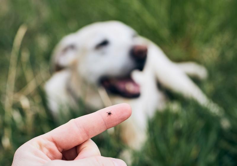 Tick tock, it’s tick time