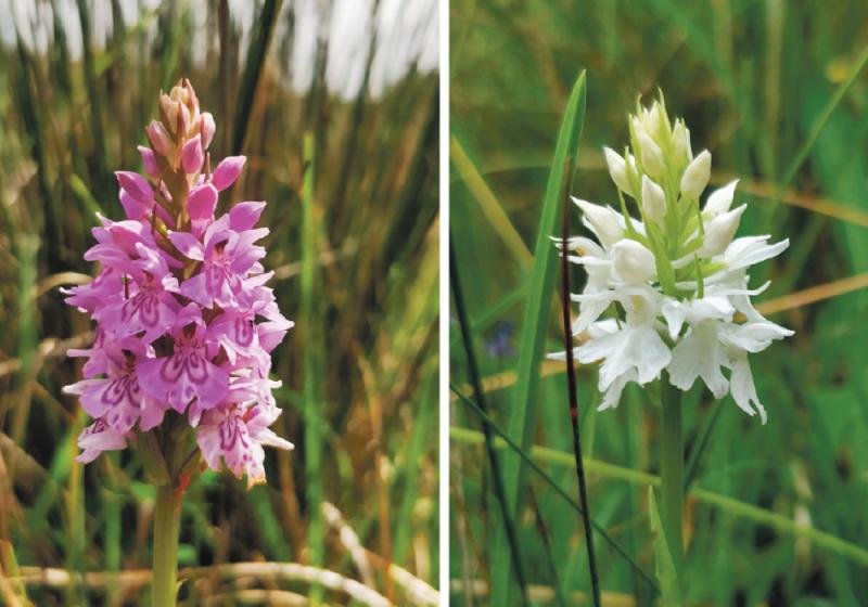 The charm of our elegant orchids