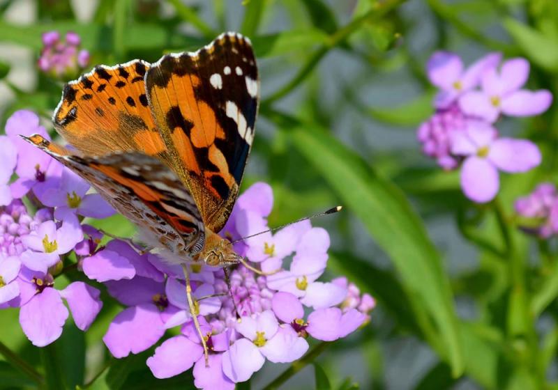 Bring on the butterflies