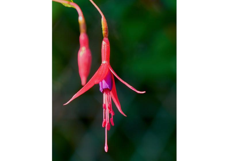 For the love of fuchsia