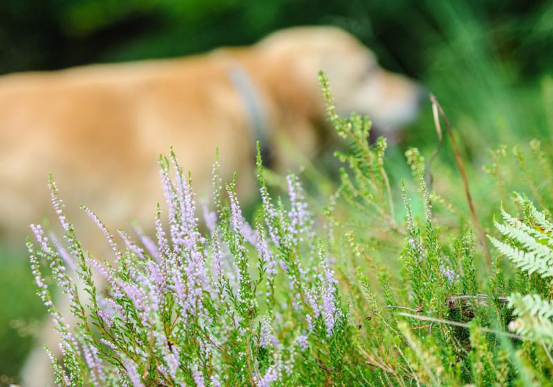 Only one dog theft reported to gardaí in July despite widespread concerns