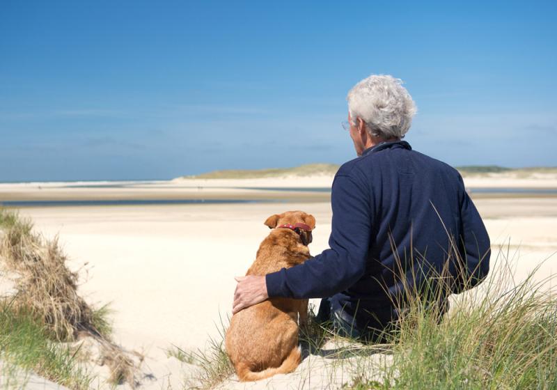 Dog shelters inundated with inquiries 