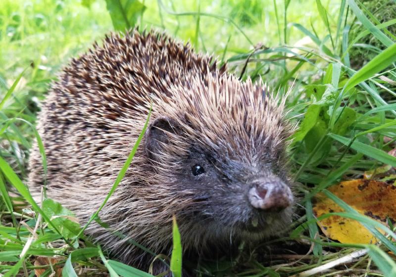 Prickly encounters with late night snurflers