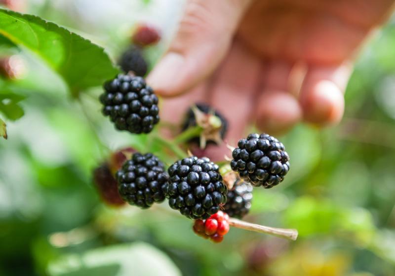 Collect blackberries after Halloween at your peril