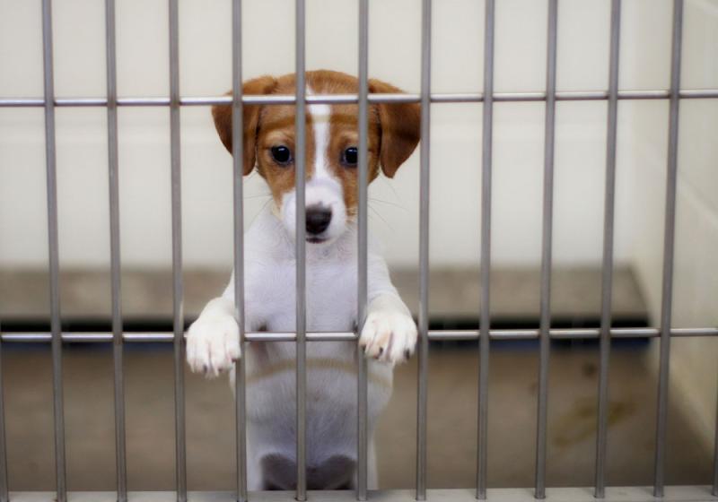 Thinking of gifting a pet? Think again