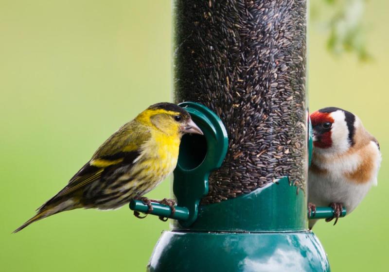 How to woo garden birds 