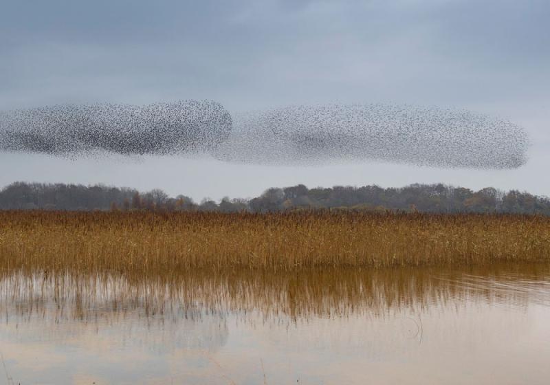 Our birds are fighting epidemics too