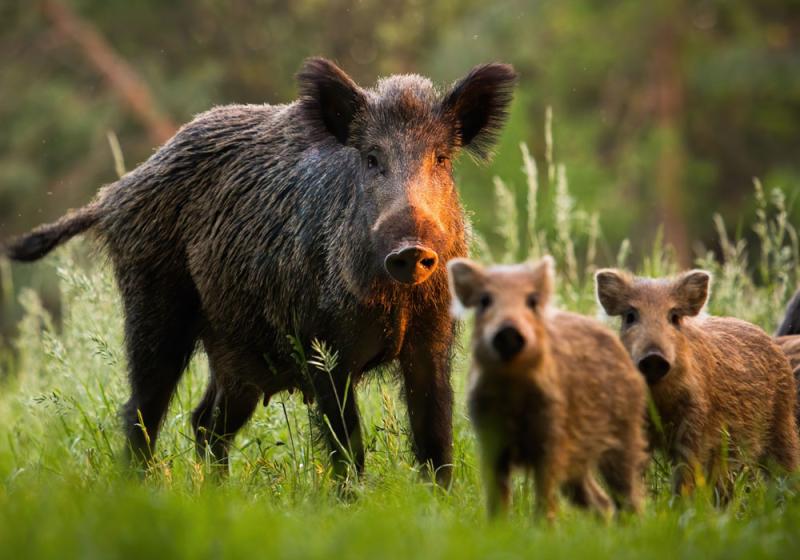 Wild boar family faces cruel end in south Mayo