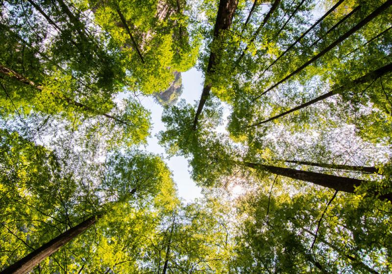 A chink of hope in the climate crisis
